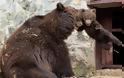 ΦΑΝΤΑΣΤΙΚΕΣ ΕΙΚΟΝΕΣ : Μαμά αρκούδα μαλώνει το παιδί της !!! - Φωτογραφία 2