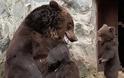 ΦΑΝΤΑΣΤΙΚΕΣ ΕΙΚΟΝΕΣ : Μαμά αρκούδα μαλώνει το παιδί της !!! - Φωτογραφία 3