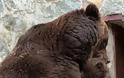 ΦΑΝΤΑΣΤΙΚΕΣ ΕΙΚΟΝΕΣ : Μαμά αρκούδα μαλώνει το παιδί της !!! - Φωτογραφία 4