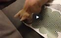 Η αντίδραση μιας γάτας σε οφθαλμαπάτη [Video]