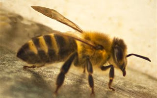 Το δηλητήριο της μέλισσας προστατεύει από τον ιό HIV - Φωτογραφία 1