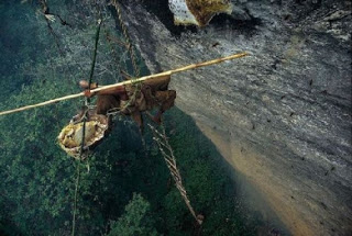Το επικίνδυνο κυνήγι του μελιού στο Νεπάλ - Φωτογραφία 2