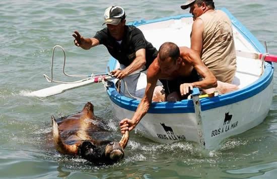 Μη χειρότερα: Ταύροι κυνηγούν τον κόσμο… μέχρι να βουτήξει στη θάλασσα! (φωτο) - Φωτογραφία 3