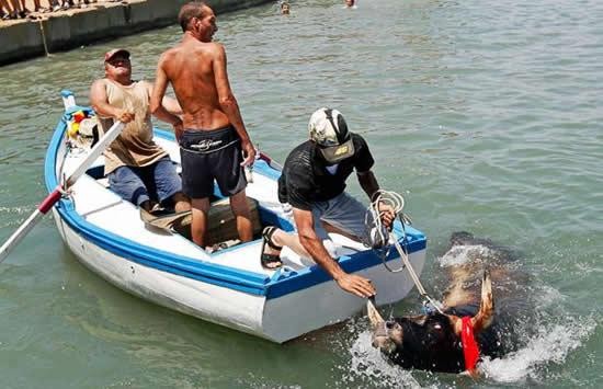 Μη χειρότερα: Ταύροι κυνηγούν τον κόσμο… μέχρι να βουτήξει στη θάλασσα! (φωτο) - Φωτογραφία 6