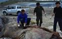 Βρέθηκε νεκρή φάλαινα που είχε καταπιεί 17 κιλά πλαστικού
