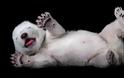 Μωρό- πολικό αρκουδάκι κλέβει τις εντυπώσεις! - Φωτογραφία 1