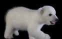 Μωρό- πολικό αρκουδάκι κλέβει τις εντυπώσεις! - Φωτογραφία 3