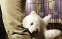 Μωρό- πολικό αρκουδάκι κλέβει τις εντυπώσεις! - Φωτογραφία 6