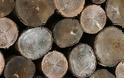 Τι αποκαλύπτει έρευνα συμπεριφοράς Ελλήνων καταναλωτών για πιστοποιημένα προϊόντα ξύλου