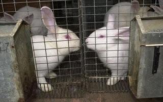 ΕΕ: Πλήρης απαγόρευση των καλλυντικών που δοκιμάστηκαν σε ζώα - Φωτογραφία 1