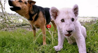 Σκύλος και λευκό λιονταράκι έγιναν κολλητοί φίλοι [Video] - Φωτογραφία 1
