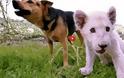 Σκύλος και λευκό λιονταράκι έγιναν κολλητοί φίλοι [Video]