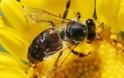 ΥΓΕΙΑ: Όπλο ενάντια στο AIDS το κεντρί της μέλισσας