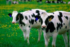 Πρέβεζα: Στα δικαστήρια αναζητούν οι κάτοικοι της Βαλανιδούσας λύση για τις αδέσποτες αγελάδες που σουλατσάρουν ανενόχλητες στο χωριό - Φωτογραφία 1