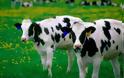 Πρέβεζα: Στα δικαστήρια αναζητούν οι κάτοικοι της Βαλανιδούσας λύση για τις αδέσποτες αγελάδες που σουλατσάρουν ανενόχλητες στο χωριό