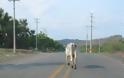 Πρέβεζα: Επέλαση ... αγελάδων στην Βαλανιδούσα