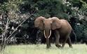 Σφάζουν ελέφαντες για τους χαυλιόδοντές τους
