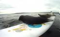 Μικρές φώκιες κάνουν surfing... [Video]