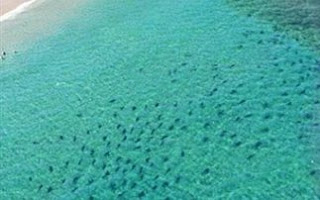 Επιδρομή χιλιάδων καρχαριών στην Φλόριντα - Φωτογραφία 1