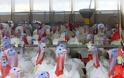 Κρέας γαλοπούλας με αντιβιοτικά βρέθηκε στη Ρουμανία