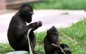 Ολλανδία: Δώδεκα σπάνια, εξωτικά πιθηκάκια κλάπηκαν από ζωολογικό κήπο