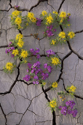 Ο... μοβ κήπος της ερήμου Μοχάβε - Φωτογραφία 5