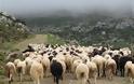 Τρομώδης νόσος σε κοπάδι με πρόβατα στο Δομοκό