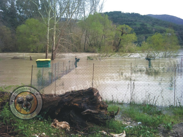 Φωτογραφίες αναγνώστη από την υπερχίελιση του ποταμού Καλαμά - Φωτογραφία 3