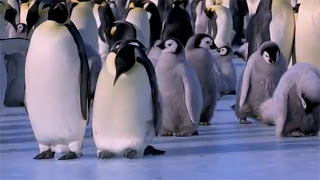 Γκαφατζήδες πιγκουίνοι χαρίζουν άφθονο γέλιο [Video] - Φωτογραφία 1