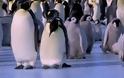 Γκαφατζήδες πιγκουίνοι χαρίζουν άφθονο γέλιο [Video]