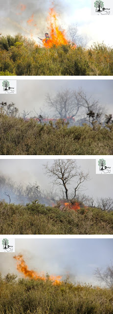 Αποκλειστικά πλάνα: Πυρκαγιά στους Αρμένους τέθηκε υπό έλεγχο - Φωτογραφία 2
