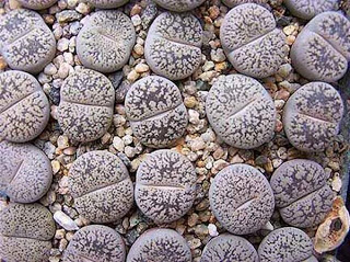 Οι ζωντανές «πέτρες» που ανθίζουν! - Φωτογραφία 5