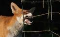 Αλεπού επιτέθηκε σε κτηνοτρόφο στο Κλειτσό Ευρυτανίας - Συναγερμός για τη λύσσα
