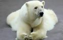 Πολικές αρκούδες γίνονται καφέ λόγω κλιματικής αλλαγής