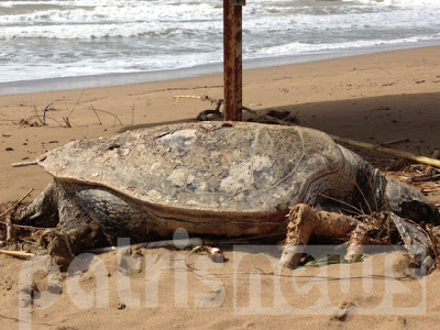 Ηλεία: Νεκρή Caretta-Caretta στην παραλία της Ζαχάρως - Φωτογραφία 2