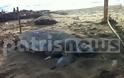 Ηλεία: Νεκρή Caretta-Caretta στην παραλία της Ζαχάρως