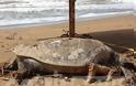 Ηλεία: Νεκρή Caretta-Caretta στην παραλία της Ζαχάρως - Φωτογραφία 2