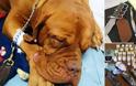 Σοκ: Εξαρθρώθηκε σπείρα που έκρυβε ναρκωτικά στις κοιλιές σκύλων