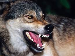 Ημαθία: Σκότωσαν τρεις λύκους - Φωτογραφία 1