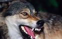 Ημαθία: Σκότωσαν τρεις λύκους