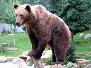 Νυμφαίο: Οι αρκούδες... ξύπνησαν - Φωτογραφία 1