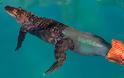 Τραυματισμένος αλιγάτορας κολυμπάει ξανά με τεχνητή ουρά!