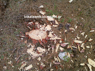 Κόβουν τα πεύκα στο λόφο της Λεπτοκαρυάς Τρικάλων - Φωτογραφία 1