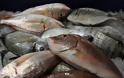 Πάτρα: 105 κιλά ψάρια κατασχέθηκαν στην Ιχθυόσκαλα