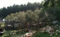Aγρίνιο: Λόγω κρίσης κόβουν τα πεύκα και φυτεύουν ελιές και... σύρματα - Φωτογραφία 2