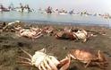 Άλλαξε χρώμα παραλία στην Χιλή από νεκρές γαρίδες και καβούρια - Βίντεο - Φωτογραφία 2