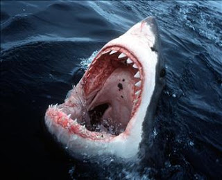 Παρακολουθήστε την τρομακτική στιγμή που ένας μεγάλος λευκός καρχαρίας επιτέθηκε σε ένα νεόνυμφο [video] - Φωτογραφία 1