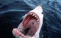 Παρακολουθήστε την τρομακτική στιγμή που ένας μεγάλος λευκός καρχαρίας επιτέθηκε σε ένα νεόνυμφο [video]
