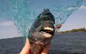 Αυτό το ψάρι έχει ανθρώπινα δόντια