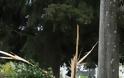 Λευκάδα: Έπεσε δέντρο μέσα στο δρόμο - Φωτογραφία 3
